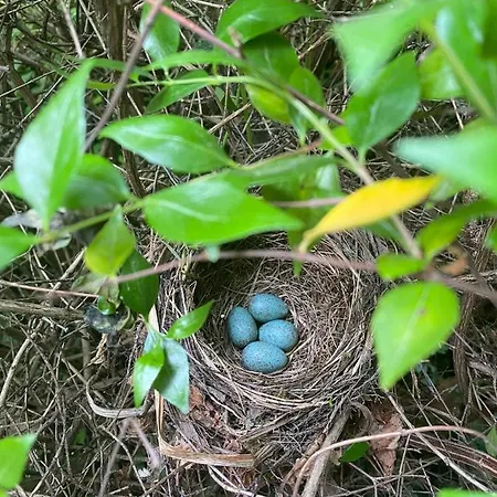D'hote 1787 : Les Terrasses Des Pyrenees * Laloubere