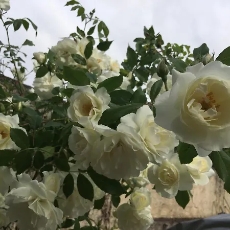 D'hote 1787 : Les Terrasses Des Pyrenees * Laloubere